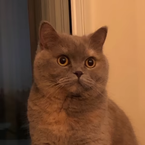 Bella, Chief Office Gossip Coordinator